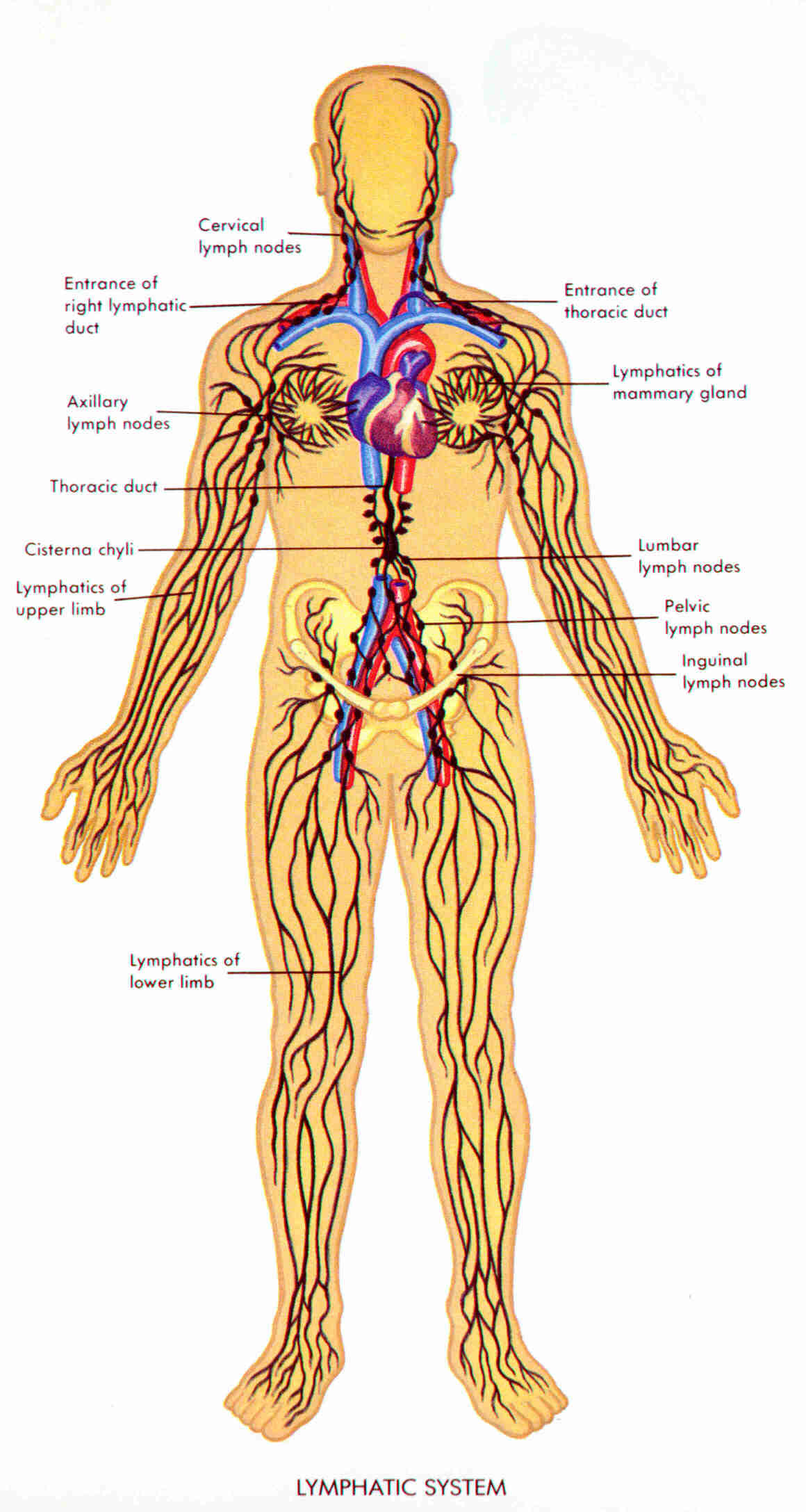 lymphatic system