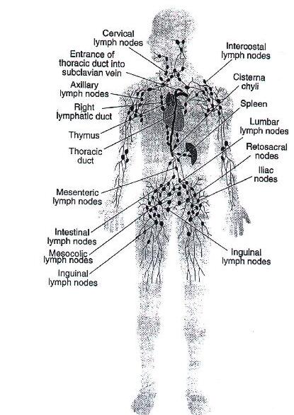 lymph system